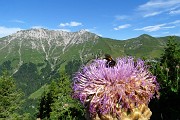 11  Fiordaliso rapontico (Rhaponticum scariosum) con ospite e vista in Menna